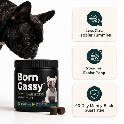 A black jar of Born Gassy dog soft chews with a French bulldog pictured on the label, alongside two small brown chews and three marketing callouts on a white background.

