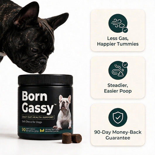 A black jar of Born Gassy dog soft chews with a French bulldog pictured on the label, alongside two small brown chews and three marketing callouts on a white background.

