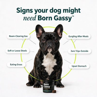Born Gassy™ - Dog Probiotic Chews