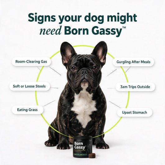 Born Gassy™ - Dog Probiotic Chews